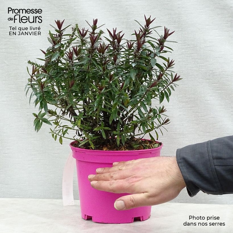 Hebe Raspberry Ripple Maceta 2L/3L Ejemplar entregado en invierno