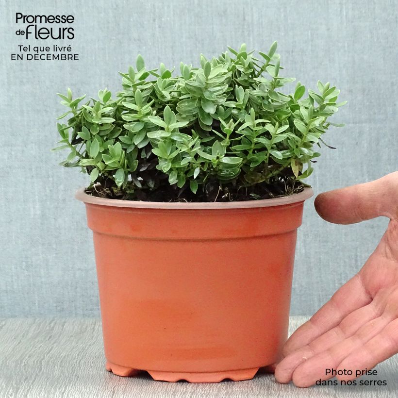 Hebe albicans Red Edge Maceta 2L/3L Ejemplar entregado en invierno