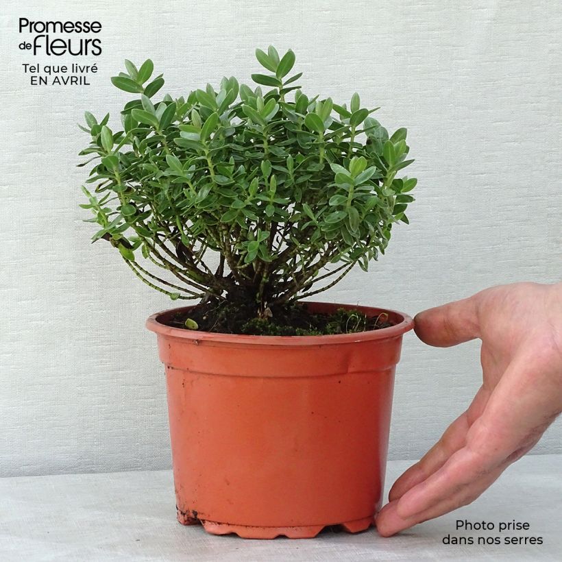 Hebe albicans Red Edge Maceta 2L/3L Ejemplar entregado en la primavera