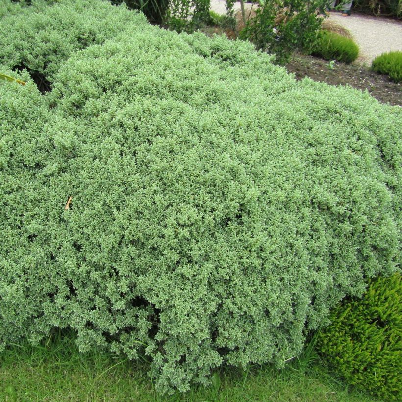 Hebe pinguifolia Sutherlandii (Porte)