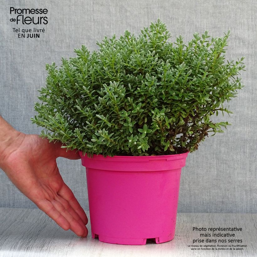 Ejemplar de Hebe pinguifolia Sutherlandii Maceta 2L/3L entregado en verano