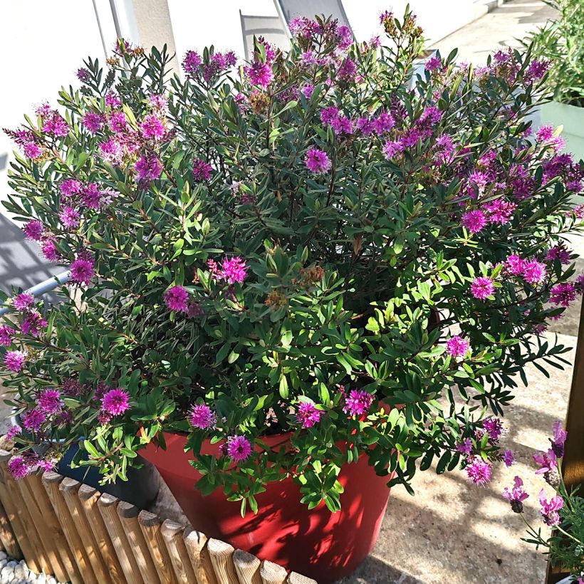 Hebe Wiri Charm (Porte)