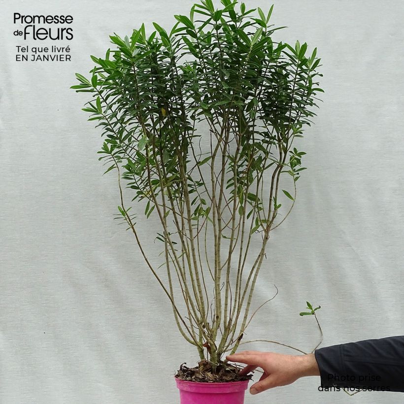 Hebe Wiri Image Maceta 2L/3L Ejemplar entregado en invierno