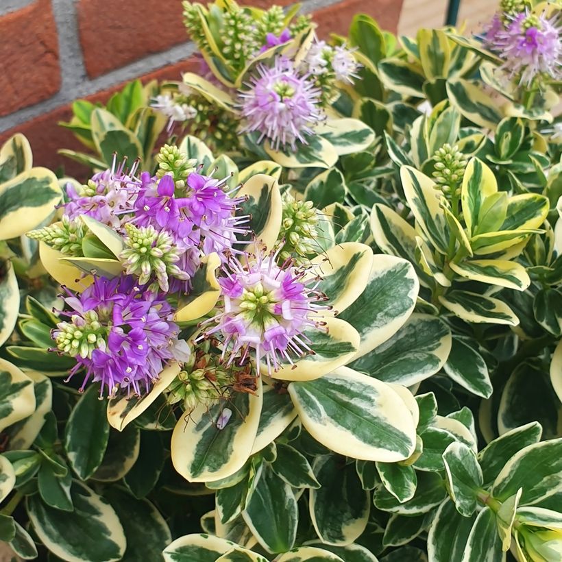 Hebe andersonii Variegata (Floración)