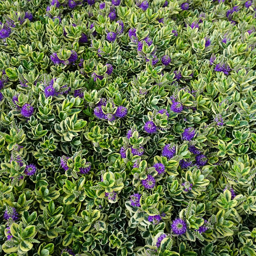 Hebe andersonii Variegata (Porte)