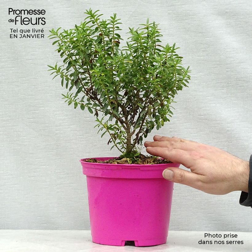 Hebe brachysiphon Maceta 2L/3L Ejemplar entregado en invierno