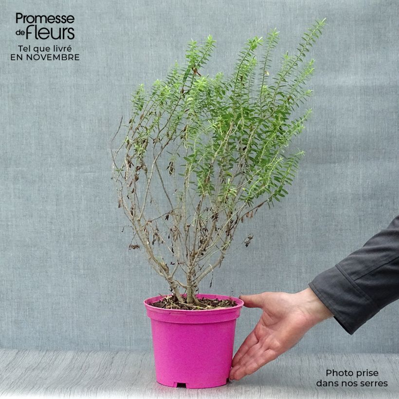 Ejemplar de Hebe brachysiphon Maceta 2L/3L entregado en otoño