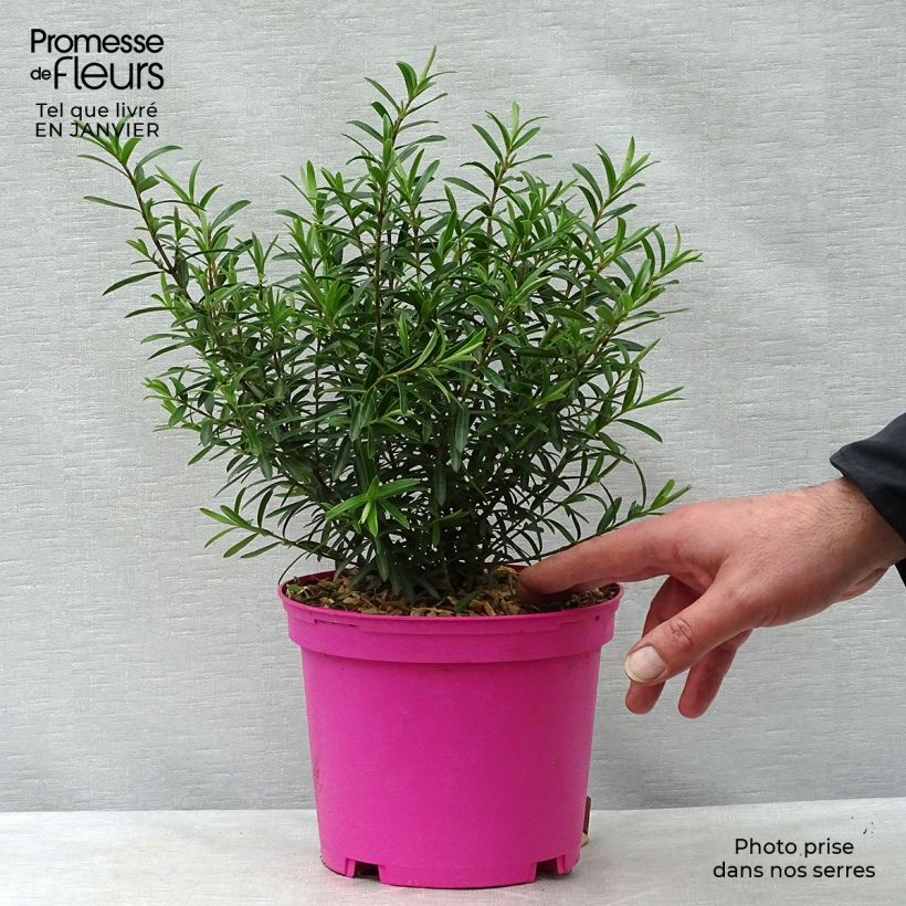Hebe diosmifolia Maceta 3L/4L Ejemplar entregado en invierno
