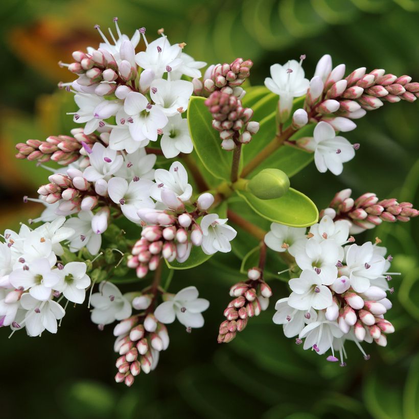 Hebe vernicosa (Floración)