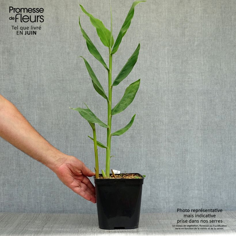 Ejemplar de Hedychium Dixter Maceta 3L/4L entregado en verano