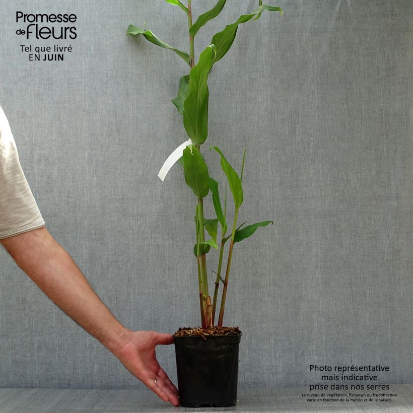 Ejemplar de Hedychium coronarium Elizabeth Maceta 3L/4L entregado en verano