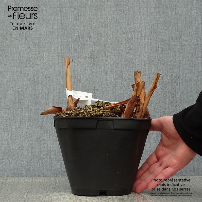 Hedychium coronarium Elizabeth Maceta 3L/4L Ejemplar entregado en la primavera