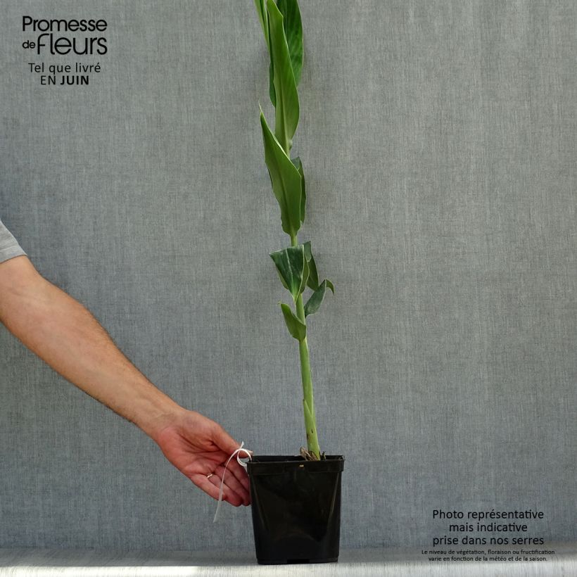 Ejemplar de Hedychium coccineum Tara Maceta 4L/5L entregado en verano