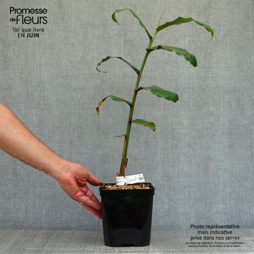 Ejemplar de Hedychium deceptum Maceta 3L/4L entregado en verano