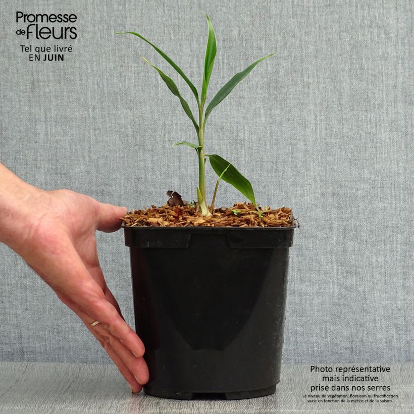 Ejemplar de Hedychium villosum var. tenuiflorum Maceta 3L/4L entregado en verano