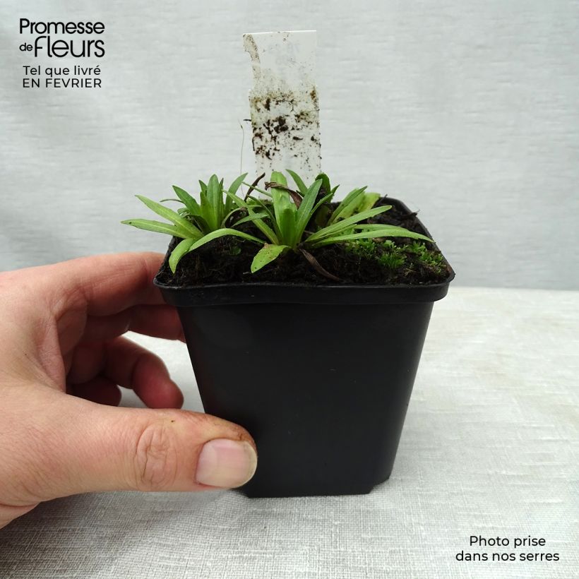 Helenium Baudirektor Linne Maceta de 8/9 cm Ejemplar entregado en invierno