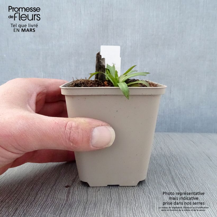 Helenium Baudirektor Linne Maceta de 8/9 cm Ejemplar entregado en la primavera