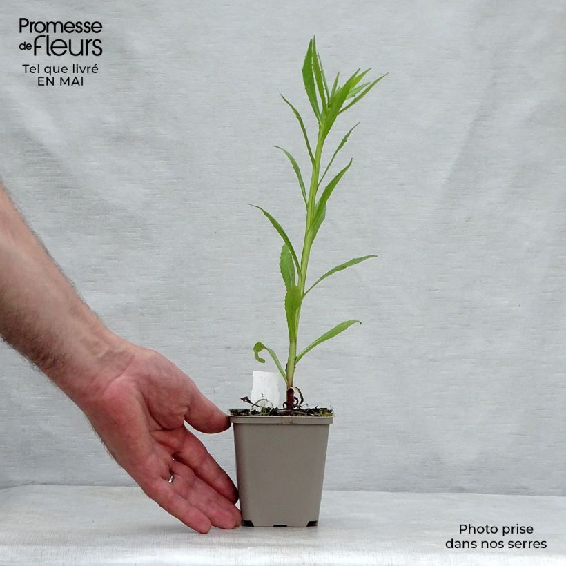 Helenium Double Trouble Maceta de 8/9 cm Ejemplar entregado en la primavera