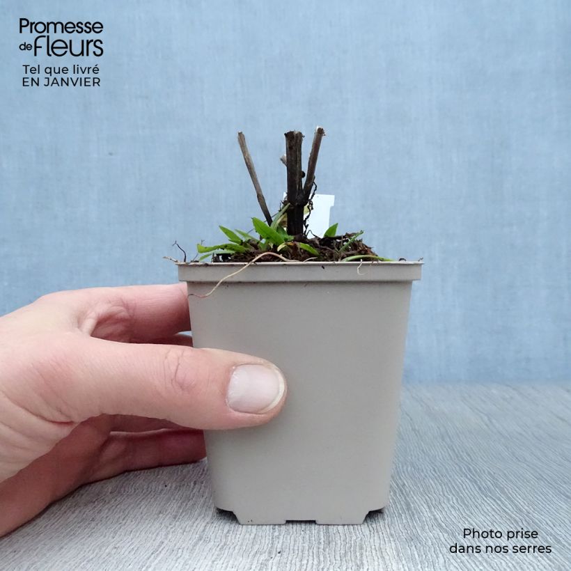 Helenium Dunkle Pracht Maceta de 8/9 cm Ejemplar entregado en invierno