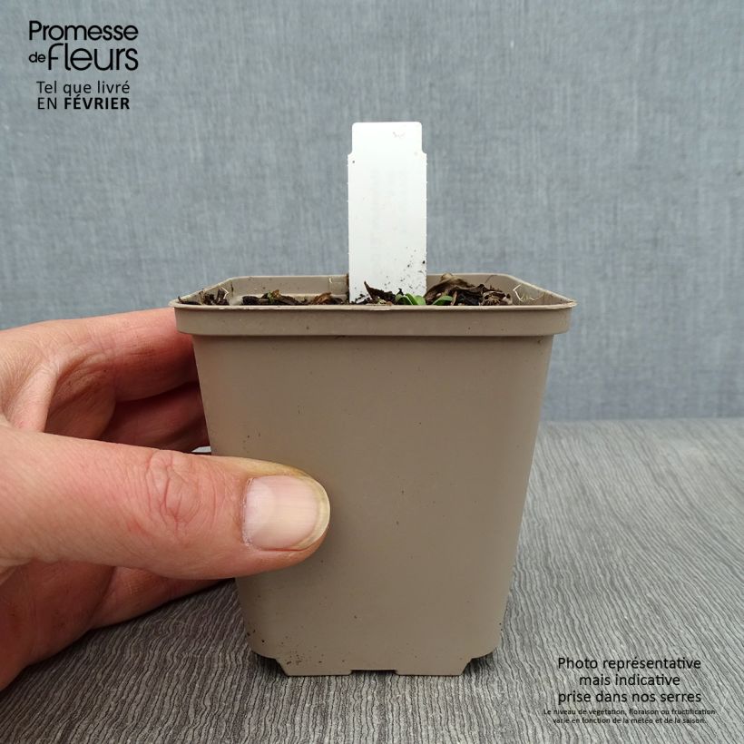 Helenium El Dorado Maceta de 8/9 cm Ejemplar entregado en invierno