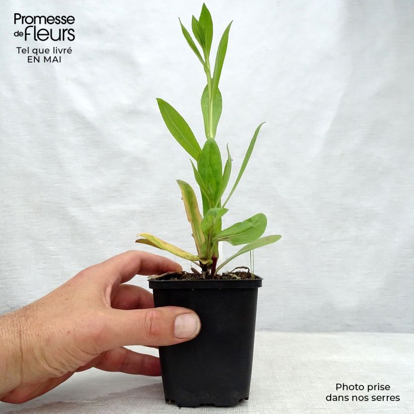 Helenium El Dorado Maceta de 8/9 cm Ejemplar entregado en la primavera