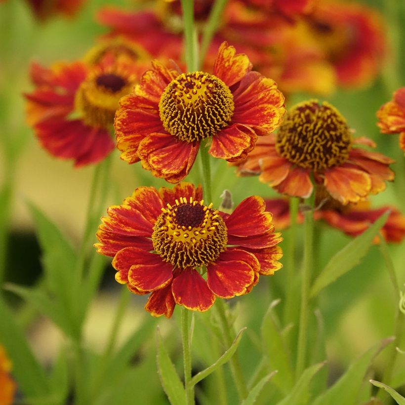 Helenium Flammendes Katchen (Floración)