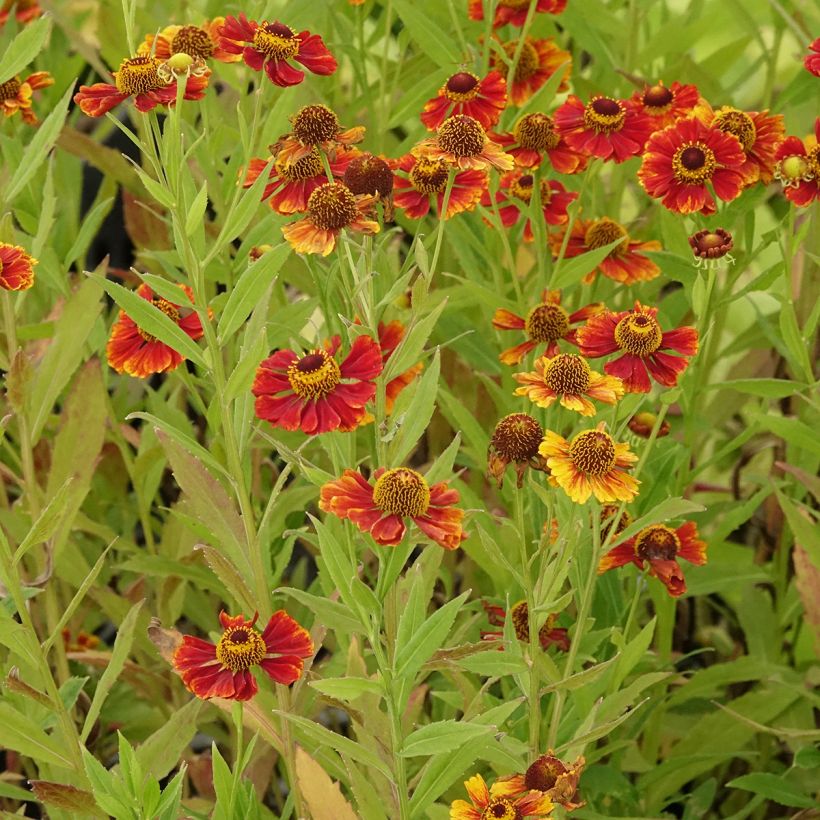 Helenium Flammendes Katchen (Porte)