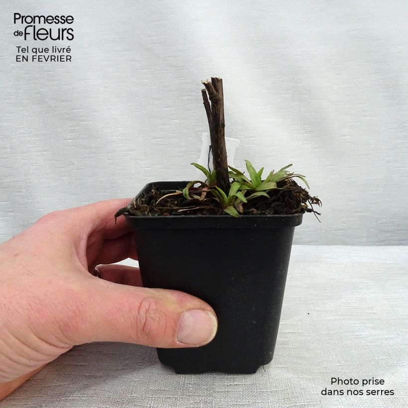 Helenium Flammendes Katchen Maceta de 8/9 cm Ejemplar entregado en invierno