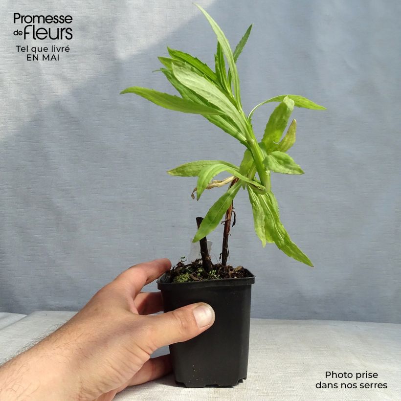 Helenium Flammendes Katchen Maceta de 8/9 cm Ejemplar entregado en la primavera