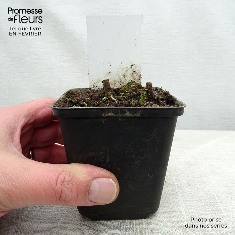 Helenium Flammenspiel Maceta de 8/9 cm Ejemplar entregado en invierno