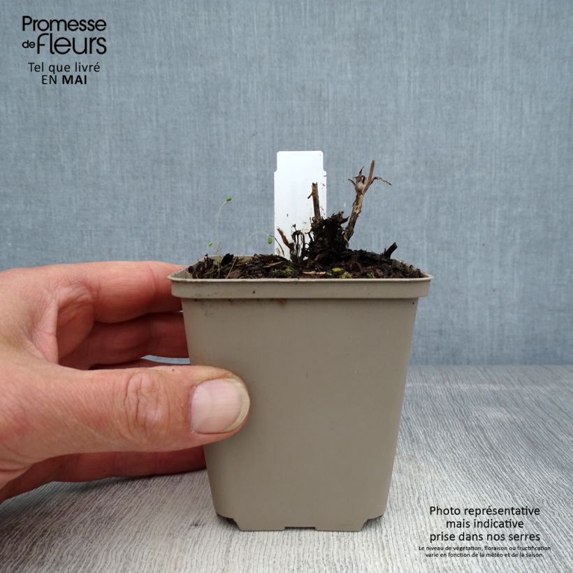 Helenium Flammenspiel Maceta de 8/9 cm Ejemplar entregado en la primavera