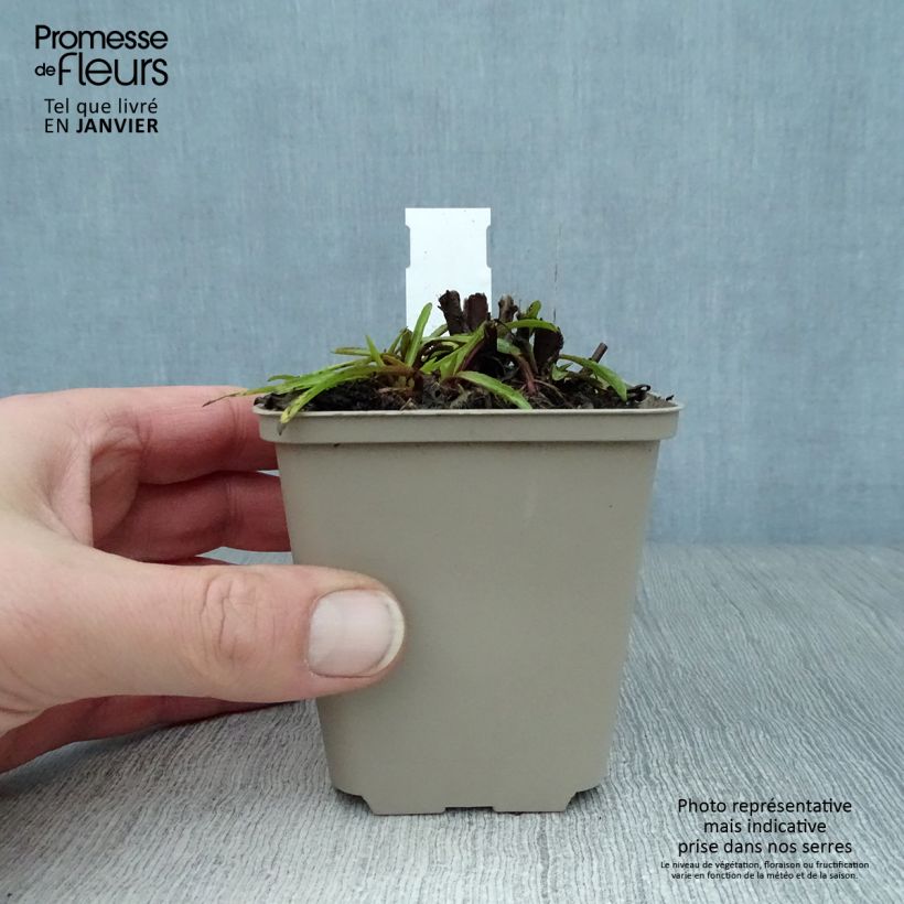 Helenium automnale Fuego Maceta de 8/9 cm Ejemplar entregado en invierno