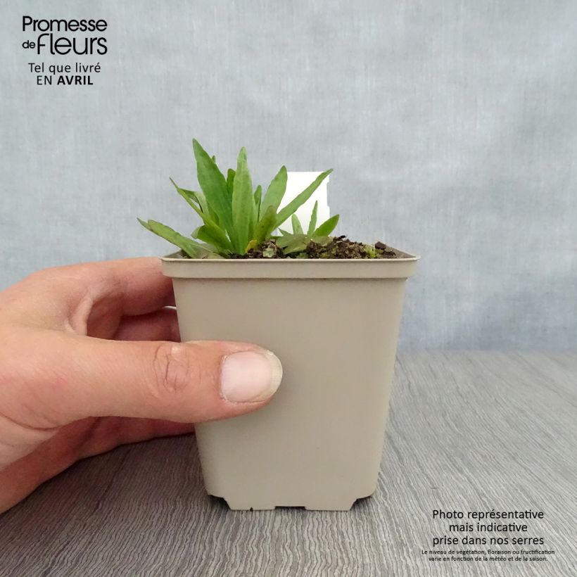 Helenium automnale Fuego Maceta de 8/9 cm Ejemplar entregado en la primavera