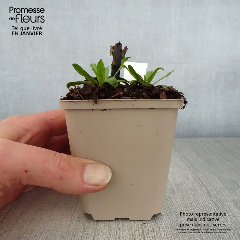 Helenium Kugelsonne Maceta de 8/9 cm Ejemplar entregado en invierno