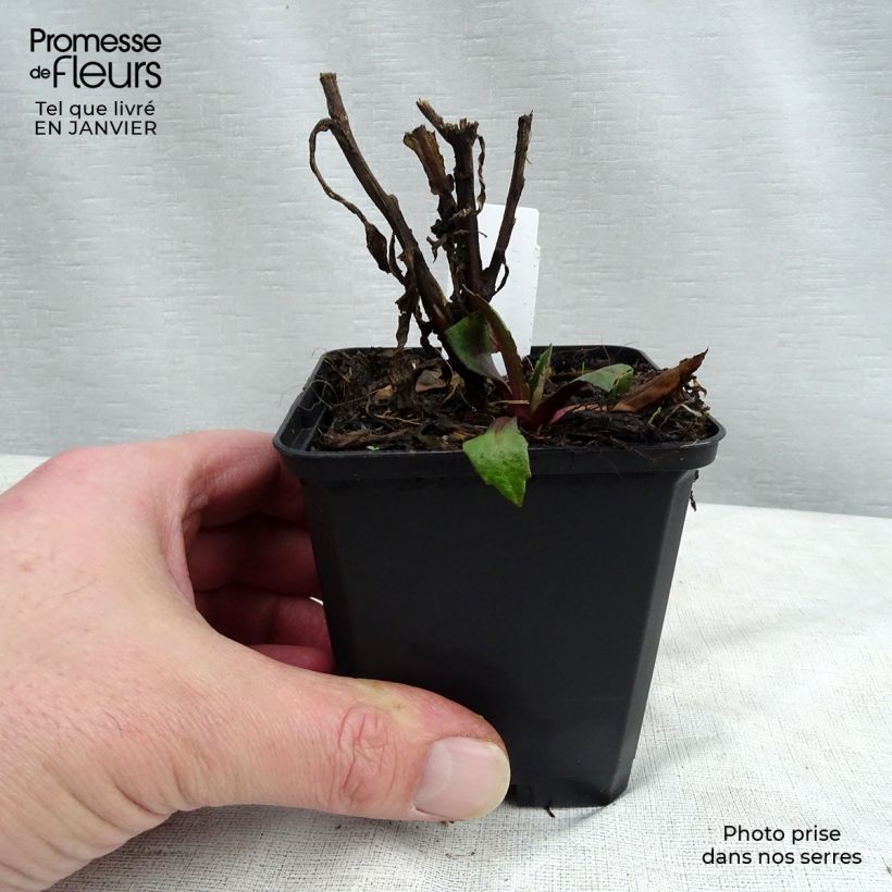 Helenium Kupferswerg Maceta de 8/9 cm Ejemplar entregado en invierno