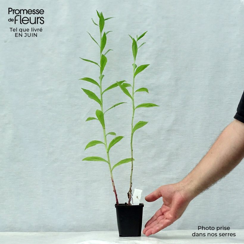 Ejemplar de Helenium Loysder Wieck Maceta de 8/9 cm entregado en verano