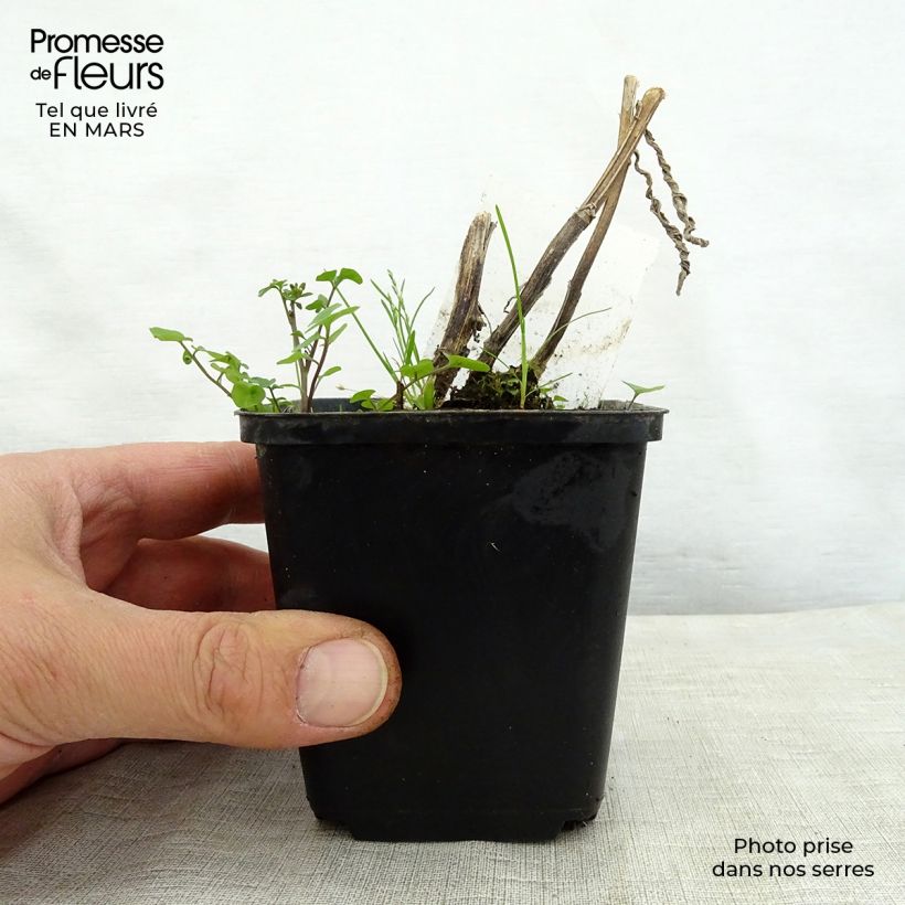 Helenium Mardi gras Maceta de 8/9 cm Ejemplar entregado en la primavera