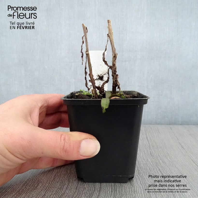 Helenium Mardi gras Maceta de 8/9 cm Ejemplar entregado en invierno