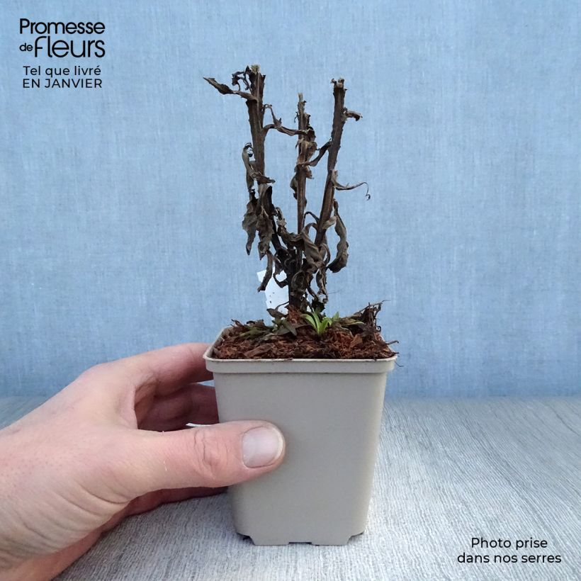 Helenium Poncho Maceta de 8/9 cm Ejemplar entregado en invierno