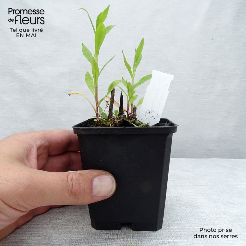 Helenium Potter's Wheel Maceta de 8/9 cm Ejemplar entregado en la primavera