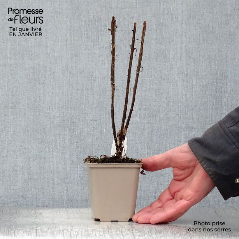 Helenium Potter's Wheel Maceta de 8/9 cm Ejemplar entregado en invierno