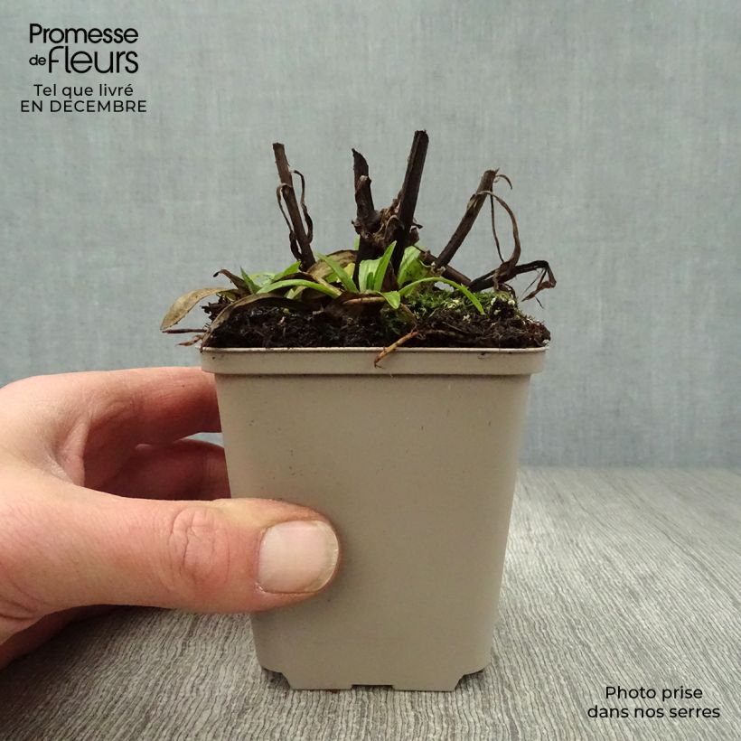 Helenium automnale Mariachi Ranchera Maceta de 8/9 cm Ejemplar entregado en invierno