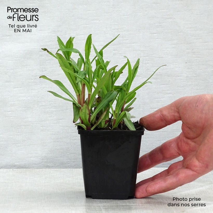 Helenium automnale Mariachi Ranchera Maceta de 8/9 cm Ejemplar entregado en la primavera