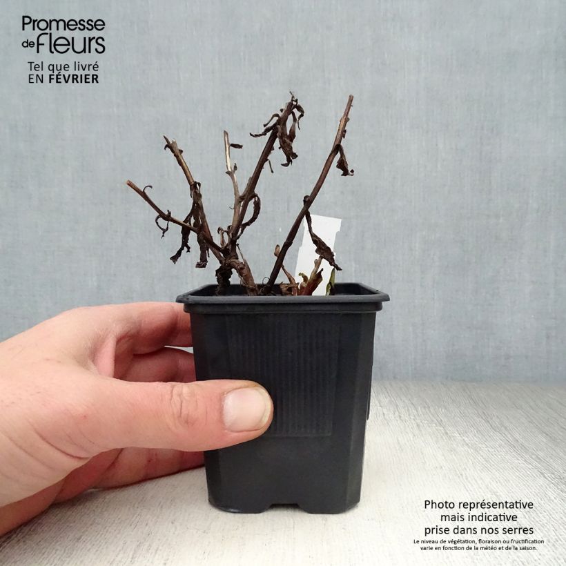 Helenium Rauchtopas Maceta de 8/9 cm Ejemplar entregado en invierno