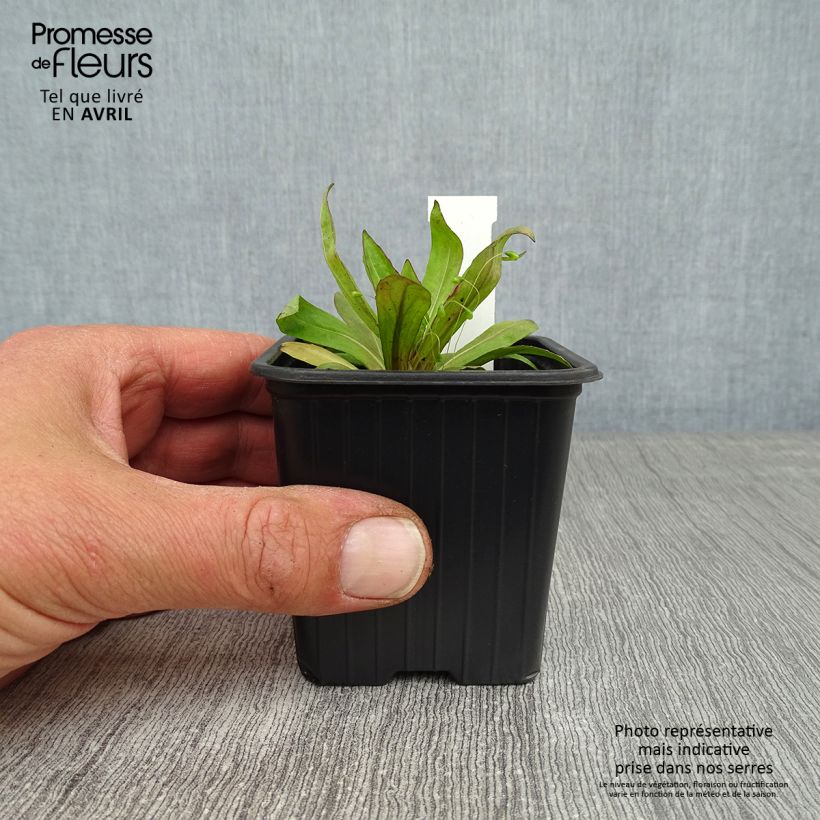 Helenium Rauchtopas Maceta de 8/9 cm Ejemplar entregado en la primavera