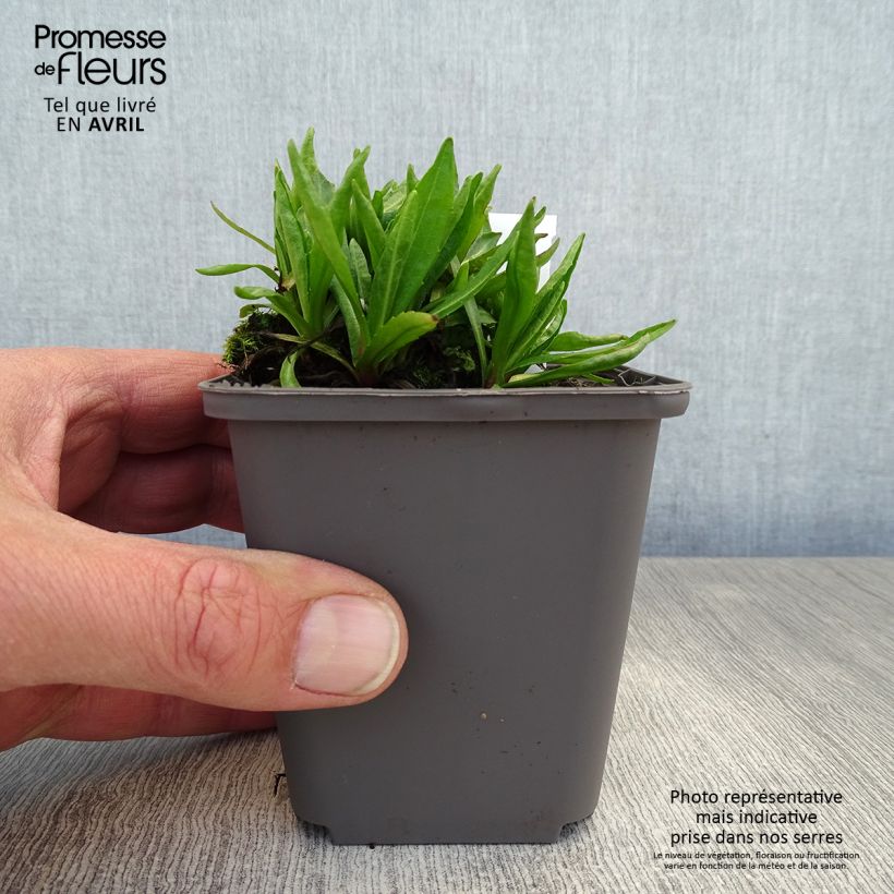 Helenium Red Jewel Maceta de 8/9 cm Ejemplar entregado en la primavera