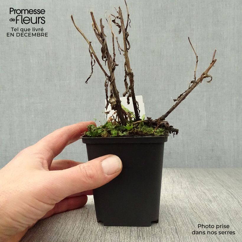 Helenium Rubinzwerg Maceta de 8/9 cm Ejemplar entregado en invierno