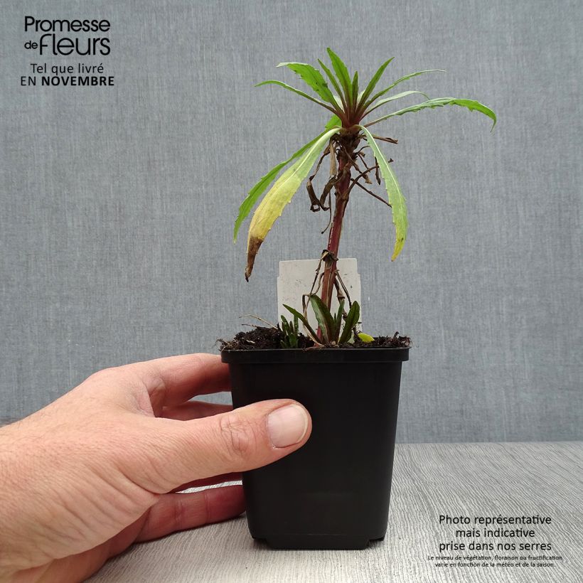Ejemplar de Helenium Rubinzwerg Maceta de 8/9 cm entregado en otoño