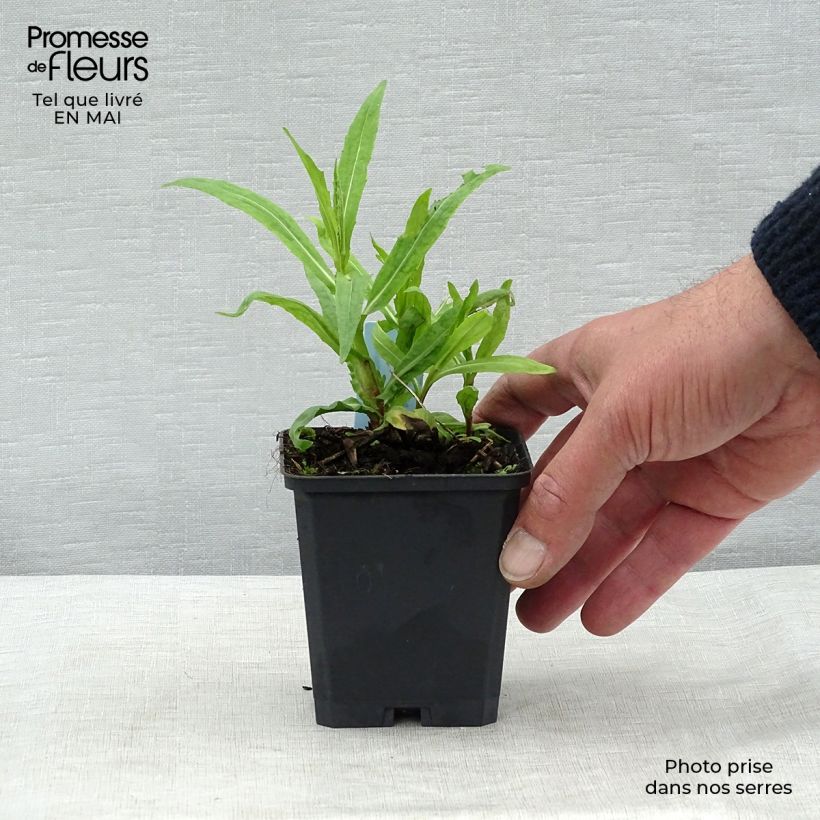 Helenium Rubinzwerg Maceta de 8/9 cm Ejemplar entregado en la primavera