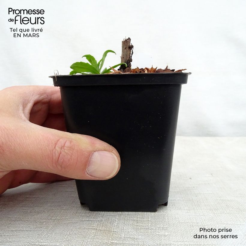 Helenium Ruby Tuesday Maceta de 8/9 cm Ejemplar entregado en la primavera